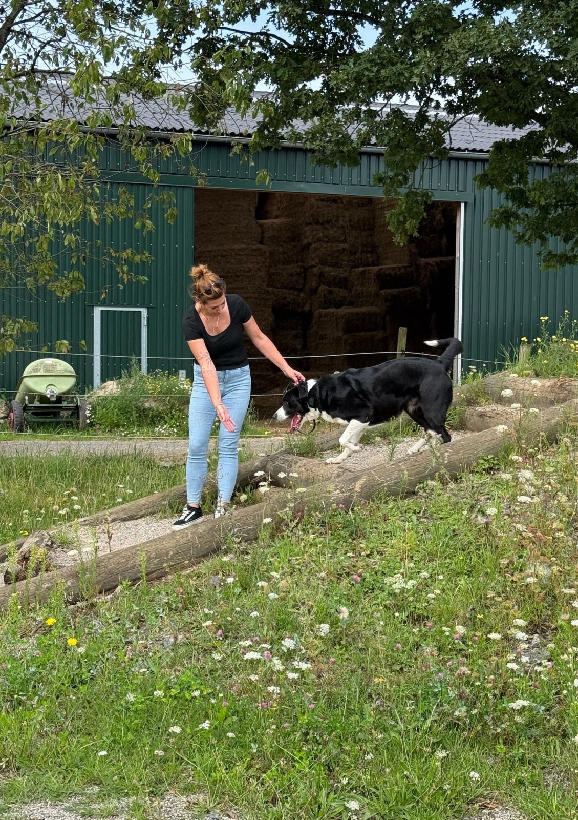 Training mit Hund im Alltag